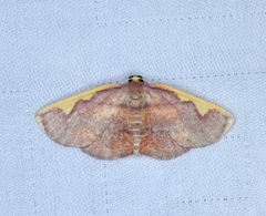 Nothomiza flavicosta