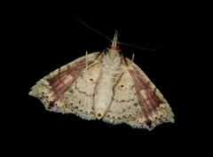 Olulis puncticinctalis