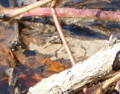 Corixini