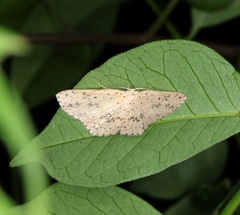 Perixera decretarioides