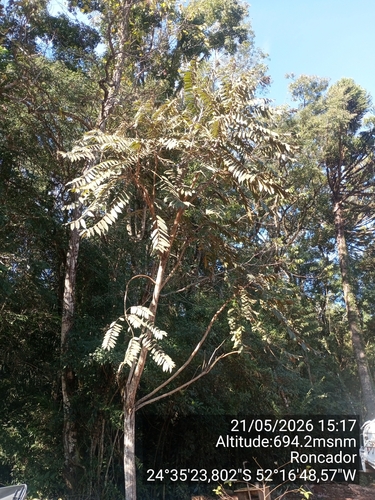 Cedar (Cedrela fissilis)
