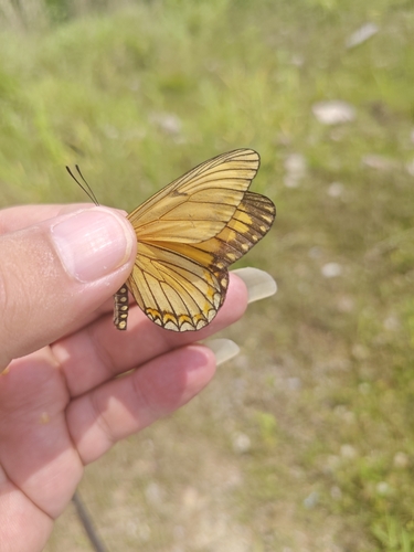 Yellow Coster
