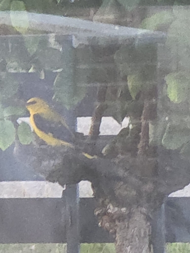 Eurasian Golden Oriole