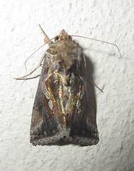 Chrysodeixis acuta