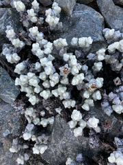 Haastia recurva