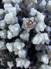 Haastia recurva, photograph (c) Cara-Lisa Schloots, some rights reserved (CC BY)