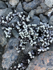 Haastia recurva, photograph (c) Cara-Lisa Schloots, some rights reserved (CC BY)