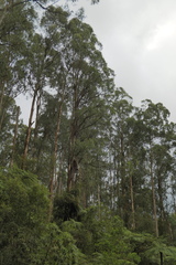 Eucalyptus cypellocarpa