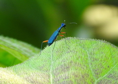 Neocollyris