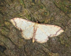 Idaea impexa