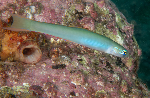 Lyretail dartfish (Ptereleotris monoptera) — Microdesmidae — 5