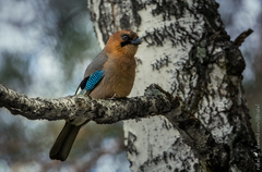 Garrulus glandarius brandtii