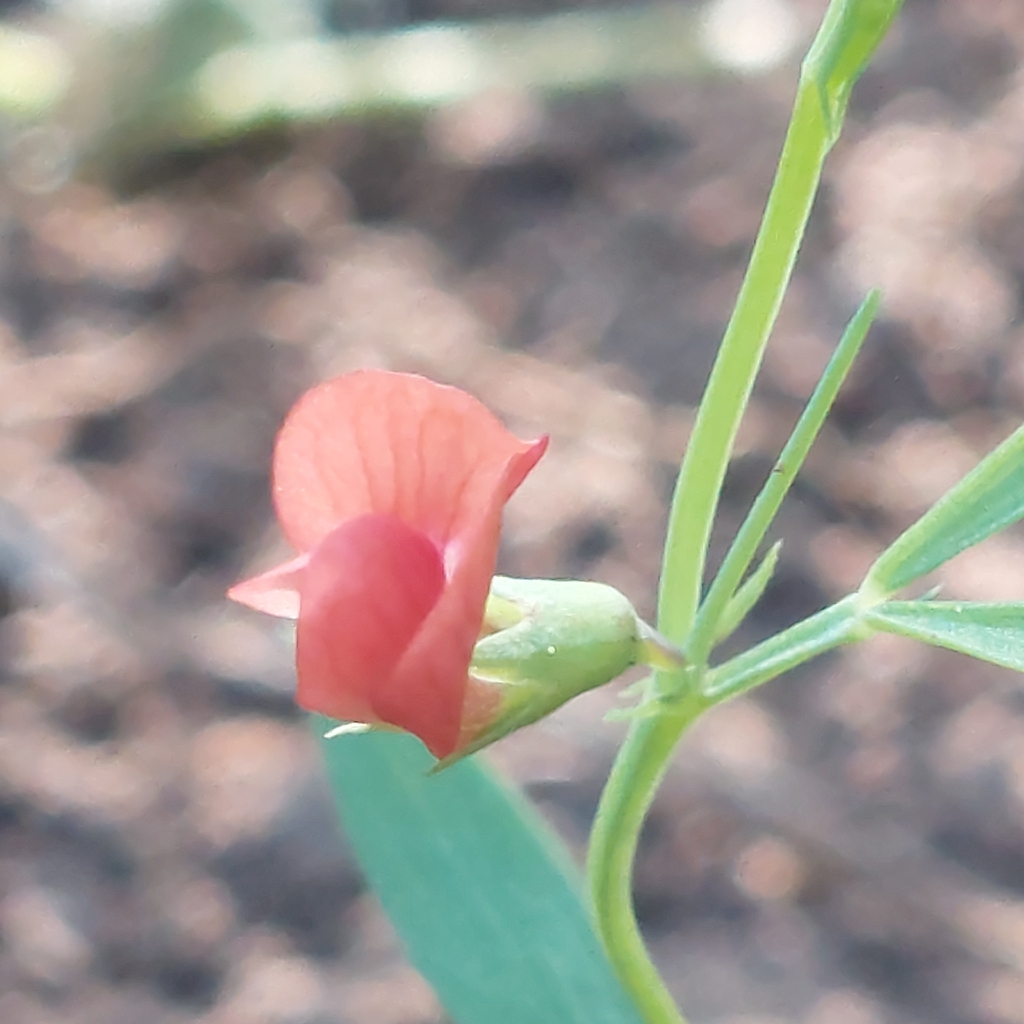 Lathyrus sphaericus; photograph author not stated, no rights reserved