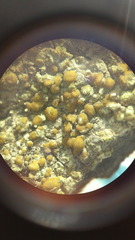 Lecanora polytropa