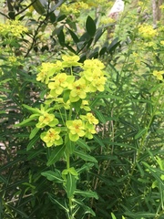 Euphorbia jolkinii