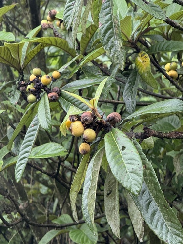 Loquat