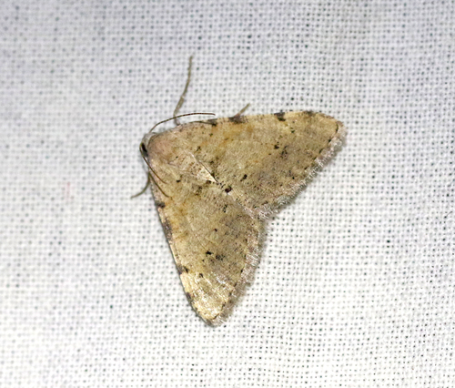Creosote Moth
