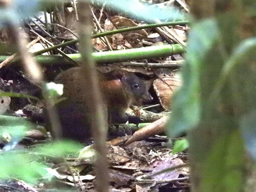 Musky 'Rat'-kangaroo