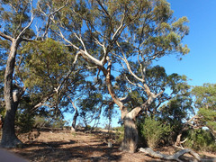 Eucalyptus leucoxylon leucoxylon