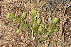Frullania clavata