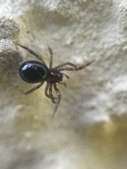 Enoplognatha thoracica