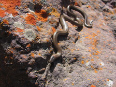 Diadophis punctatus modestus