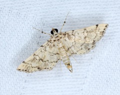 Lamprosema tampiusalis