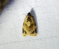 Neocalyptis liratana