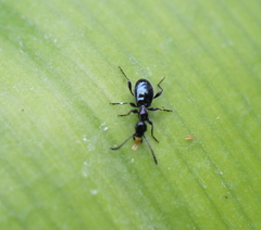 Anthelephila caerulea