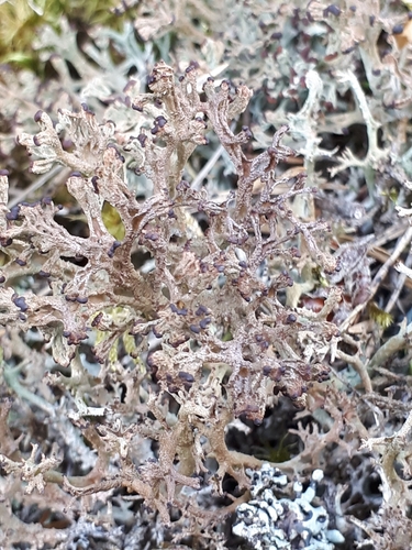 many-forked cladonia