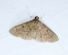 Omiodes pernitescens