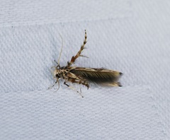 Stathmopoda stimulata