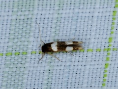 Stathmopoda paradiplaspis