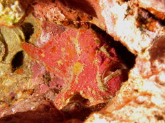 Abantennarius coccineus