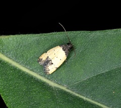 Tyrolimnas anthraconesa