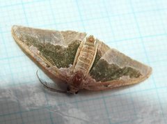 Celenna festivaria