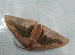Celenna festivaria