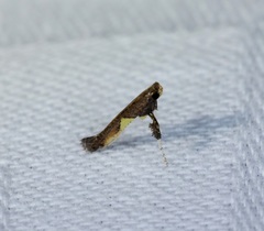 Caloptilia celtidis