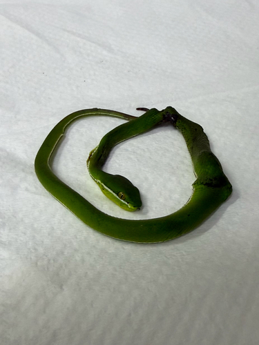 White-lipped Pit Viper