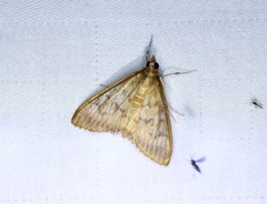 Crypsiptya coclesalis