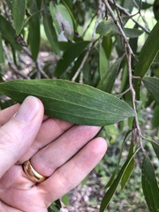 Melaleuca nervosa