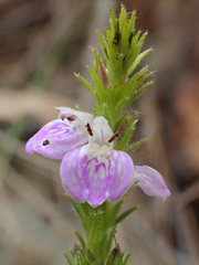 Rostellularia adscendens