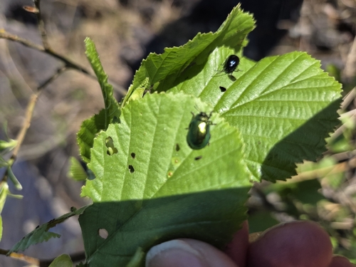Plagiosterna aenea