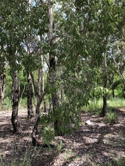 Melaleuca nervosa