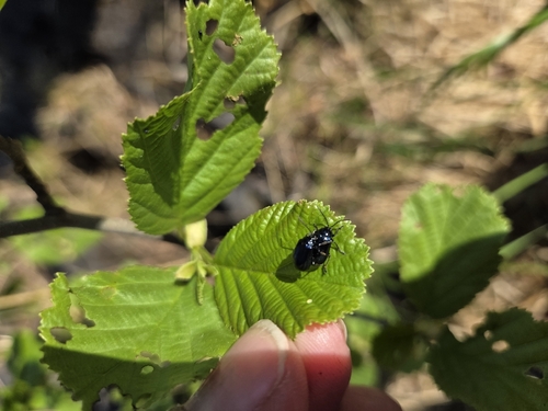 Alder Leaf Beetle