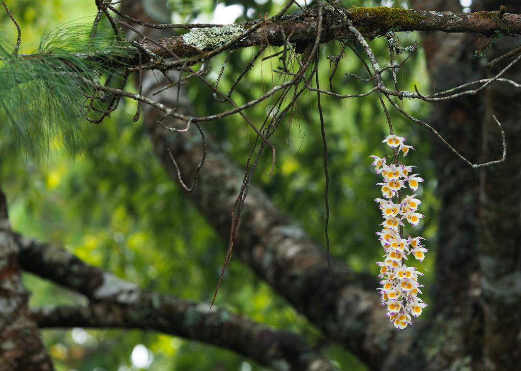 Dendrobium devonianum Paxton 4