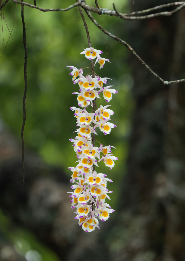 Dendrobium devonianum Paxton 3