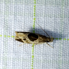 Helcystogramma hibisci