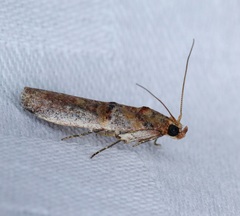 Hypargyria metalliferella