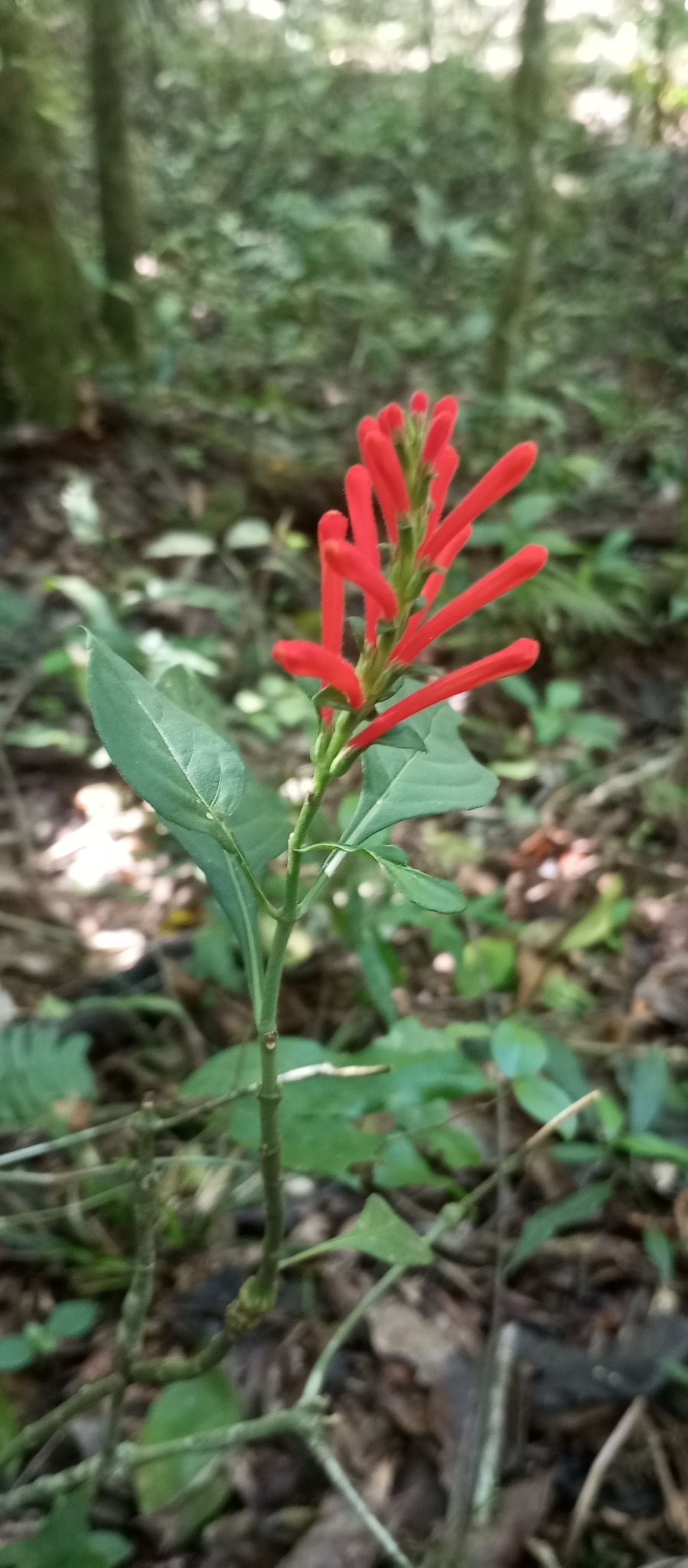 Aphelandra longiflora